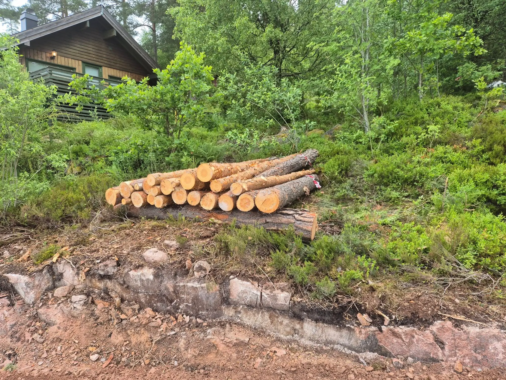 Tømmerstokker etter trefelling